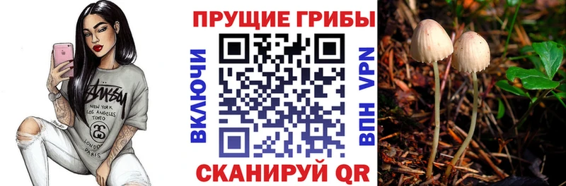Купить где  Анива  Галлюциногенные грибы Psilocybe 